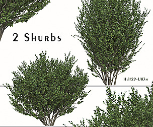 Set of Buxus sempervirens Shurb ( Boxwood )