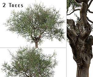 Set of Olive Tree ( Olea europaea ) ( 2 Trees )