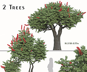 Set of Rhus typhina Tree ( Dissecta ) ( 2 Trees )