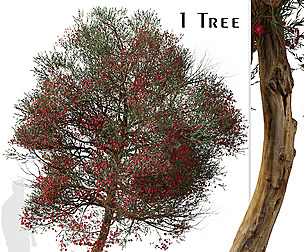Leptospermum scoparium Tree ( Manuka )