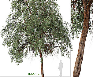 Set of Eucalyptus sideroxylon Tree (Red ironbark)
