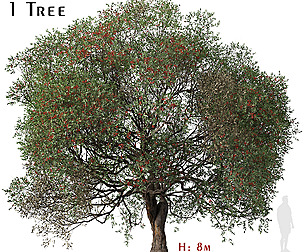 Corymbia ficifolia Tree ( Red flowering gum )