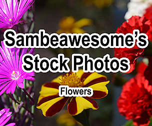 Stock Pack: Flowers