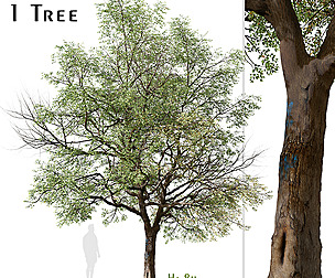 Quillaja saponaria Tree ( Soap bark tree )