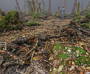 Mossy Tree Collection - Processed Scans PBR 4K
