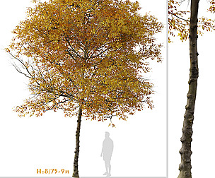 Set of Fraxinus albicans Tree ( Texas ash )