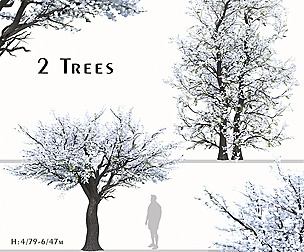 Set of Pyrus Calleryana Trees (Chanticleer)