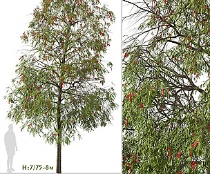 Set of Weeping bottlebrush Tree ( Melaleuca )