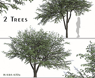 Set of Rhus chinensis Trees ( Chinese sumac )