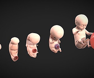 Fetal Development Stages - Human embryonic