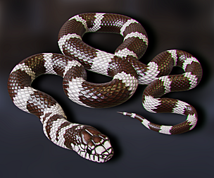 California King Snake - Animated