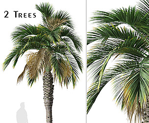 Set of Hyophorbe verschaffeltii ( Spindle palm )