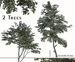Set of  Tilia amurensis Trees ( Amur linden )