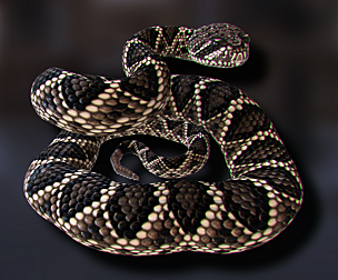 Eastern Diamondback Rattlesnake - Animated