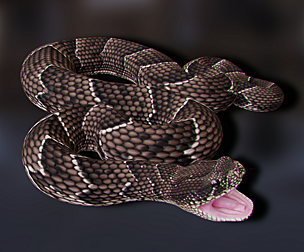 Puff Adder - Animated