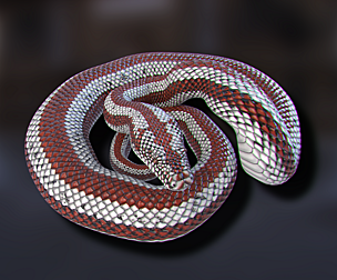 Rosy Boa - Animated
