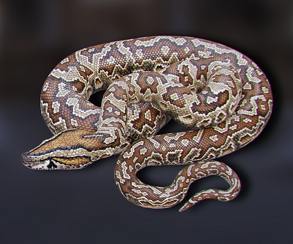 Southern African Rock Python - Animated
