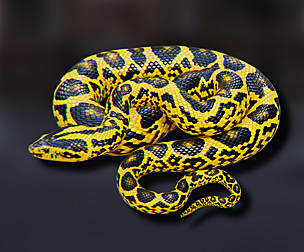 Yellow Anaconda - Animated