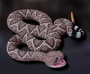 Western Diamondback Rattlesnake - Animated