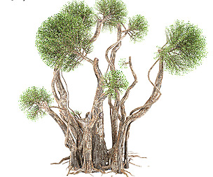 Old unique tree