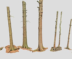 PBR 7x Fir Conifer Tree Trunk Dead scanned
