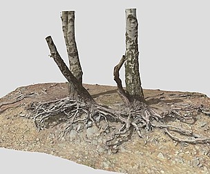 Birch Tree Trunk with Roots Overhang Scan PBR
