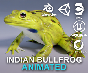 Indian Bullfrog - Animated