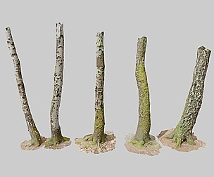 PBR 5x Birch Tree Trunk Scanned Forest Mossy