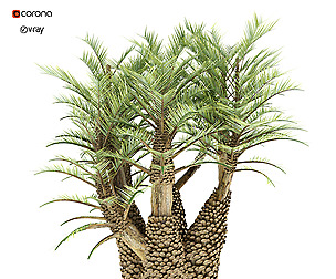 Palm tree