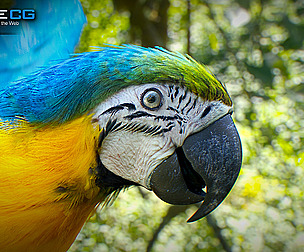 Animated Blue Parrot