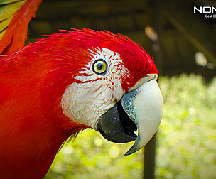 Animated Red Parrot