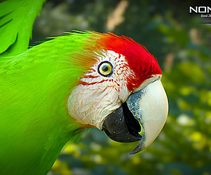 Animated Wild Parrot
