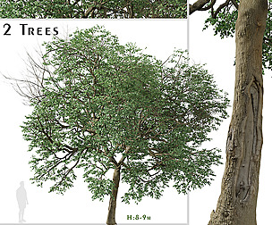 Set of Tilia euchlora Tree ( Caucasian Linden )