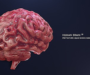 Human Brain 3D Model