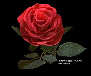 Rose Flower Blooming morph Realistic 3D