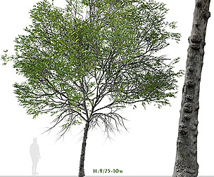 Set of Taiwan beech Tree ( Fagus hayatae )