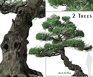 Set of Japanese white pine Tree (Pinus parviflora)
