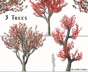 Set of Bombax ceiba Trees ( Cotton Tree )