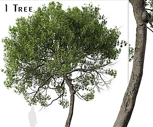 Lemonwood Tree ( Pittosporum eugenioides )
