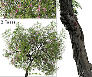 Set of Robinia hispida Tree ( Bristly locust )