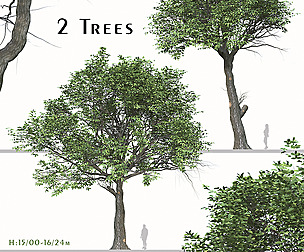 Set of Quercus serrata Trees ( Korean Oak )