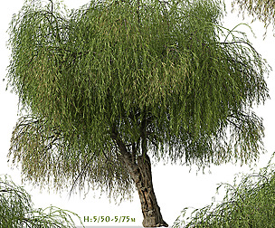 Set of Peppermint Willow Tree ( Agonis flexuosa )