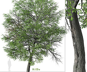 Pin oak Tree ( Quercus palustris )