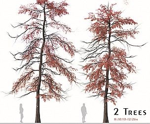 Set of Metasequoia glyptostroboides Tree (Redwood)