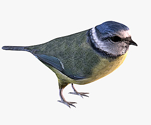 Nightingale