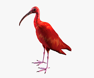 Red Ibis