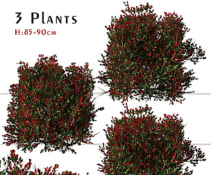 Set of Red tip photinia Plant ( Photinia fraseri )