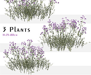 Set of Verbena bonariensis Plant ( Vervain)
