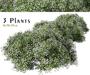 Set of Choisya ternata Shrub ( Mexican blossom )