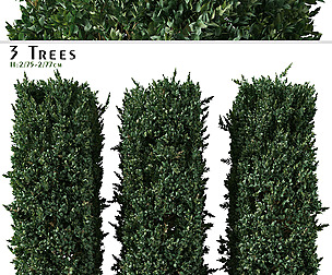 Set of Prunus caroliniana Tree ( Cherry laurel )
